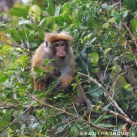 Macaca sinica Linnaeus, 1771